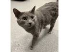 Adopt Marley a Domestic Shorthair / Mixed cat in Sheboygan, WI (41455381)