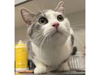 Adopt Bob a Domestic Shorthair / Mixed cat in Sheboygan, WI (41455380)