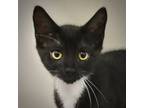 Adopt Colt a Domestic Short Hair