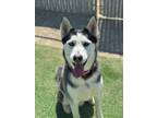 Adopt Ghost a Siberian Husky, Mixed Breed