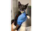 Adopt Rocky a Domestic Short Hair