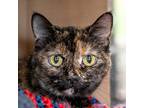 Adopt Lacey a Domestic Shorthair / Mixed cat in Des Moines, IA (41440883)
