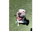 Adopt Wade Winston Wilson a Pit Bull Terrier, Mixed Breed