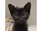 Adopt Brink a Domestic Short Hair