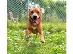 Adopt Sasha a Australian Cattle Dog / Mixed dog in Norman, OK (41455370)