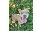 Adopt Marley a Pit Bull Terrier / Mixed dog in Norman, OK (41455369)