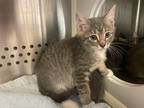 Adopt a Domestic Shorthair / Mixed cat in Norman, OK (41455368)
