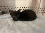 Adopt a Domestic Shorthair / Mixed cat in Norman, OK (41455365)