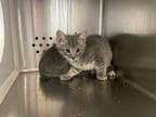 Adopt a Domestic Shorthair / Mixed cat in Norman, OK (41455364)