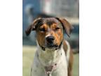 Adopt Quincy a Cattle Dog, Mixed Breed