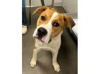 Adopt Gibbs a Cattle Dog, Mixed Breed