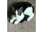 Adopt Explorer a Black & White or Tuxedo Tabby / Mixed (medium coat) cat in