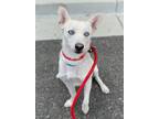 Adopt Baby a Siberian Husky / Jack Russell Terrier / Mixed dog in Pomona