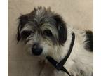 Adopt Harris* a Terrier (Unknown Type, Medium) / Mixed dog in Pomona