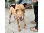 Adopt Donut a Mixed Breed (Large) / Mixed dog in Oakland, CA (41455349)