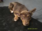 Adopt Curly a Brown/Chocolate German Pinscher / Miniature Pinscher dog in