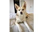Adopt Luna the Chill Sweetheart a Tricolor (Tan/Brown & Black & White) Husky /