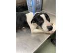 Adopt Nimbus a White Pointer / Mixed dog in San Marcos, TX (41230029)