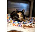 Adopt Lucille a All Black Domestic Shorthair / Domestic Shorthair / Mixed cat in