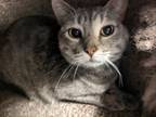 Adopt Mellow a Domestic Shorthair / Mixed cat in Osage Beach, MO (41455260)