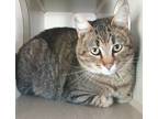 Adopt Lego a Brown or Chocolate Domestic Shorthair / Domestic Shorthair / Mixed