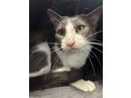 Adopt Jay a Domestic Shorthair / Mixed cat in Atascadero, CA (41411091)