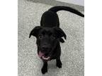 Adopt Fantasia a Shepherd (Unknown Type) / Mixed dog in Houston, TX (41455254)