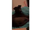 Adopt Nala a Black Labrador Retriever dog in Arlington, TX (41455252)