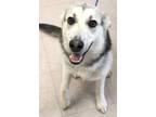 Adopt Chance a Black - with Gray or Silver German Shepherd Dog / Mixed dog in