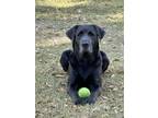 Adopt Lily May a Black Labrador Retriever / Shepherd (Unknown Type) / Mixed dog