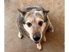 Adopt Rosie a Gray/Blue/Silver/Salt & Pepper Texas Heeler / Mixed dog in Wichita