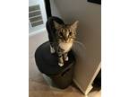 Adopt Spinelli a Black & White or Tuxedo Tabby / Mixed (medium coat) cat in