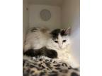 Adopt Snowball a Calico or Dilute Calico Domestic Longhair (long coat) cat in