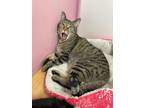 Adopt Sophie a Domestic Shorthair / Mixed (short coat) cat in Glenfield