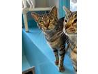 Adopt Trice a Domestic Shorthair / Mixed (short coat) cat in Glenfield