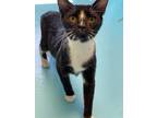 Adopt Catalina a Domestic Shorthair / Mixed (short coat) cat in Glenfield