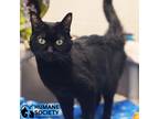 Adopt BEAUTY a All Black Domestic Shorthair (short coat) cat in Tucson