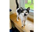 Adopt Delphi a Domestic Shorthair / Mixed (short coat) cat in Glenfield