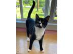 Adopt Chakra a Domestic Shorthair / Mixed (short coat) cat in Glenfield