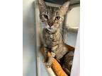 Adopt Rye a Domestic Shorthair / Mixed (short coat) cat in Glenfield