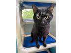 Adopt Vito a Domestic Shorthair / Mixed (short coat) cat in Glenfield
