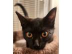 Adopt Onyx a All Black Domestic Shorthair (short coat) cat in Stockton
