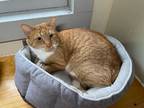 Adopt Mully a Domestic Shorthair / Mixed (short coat) cat in Glenfield