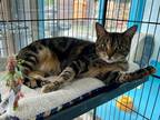 Adopt Topaz a Domestic Shorthair / Mixed (short coat) cat in Glenfield