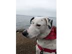Adopt Link a White - with Black Border Collie / Dalmatian / Mixed dog in