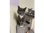 Adopt Tennyson a Domestic Shorthair / Mixed (short coat) cat in Glenfield