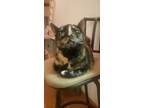 Adopt Tippy a Calico or Dilute Calico Calico / Mixed (medium coat) cat in
