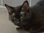 Adopt HOPPY a All Black Domestic Mediumhair / Mixed (medium coat) cat in Denver