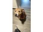 Adopt Sweetie a Brown/Chocolate - with White Mutt / American Pit Bull Terrier /