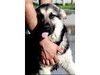 Adopt Chase a Black - with Tan, Yellow or Fawn German Shepherd Dog / Mixed dog